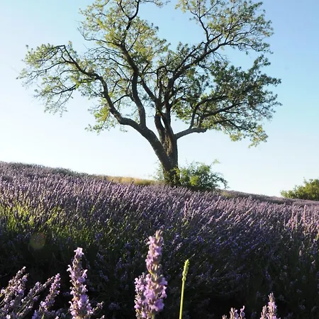 Bed & Breakfast Chateau De Jalle Sainte-Jalle